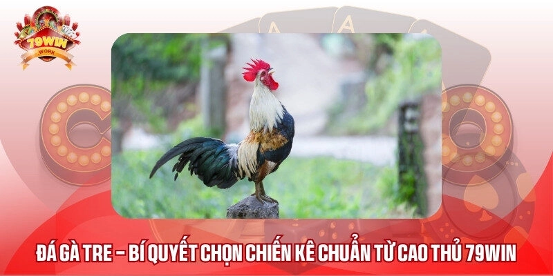 đá gà tre